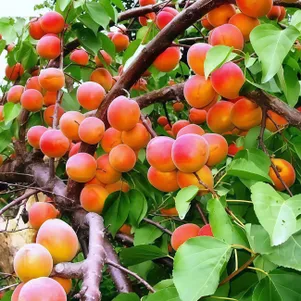 

Абрикос Кичигинский сеяный