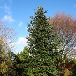 

Пихта Нордмана Робуста