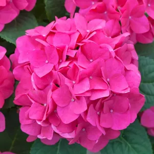 

Гортензия Дорис крупнолистная (макрофила)