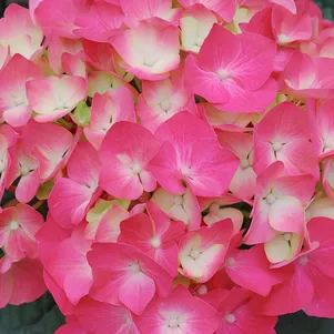 

Гортензия Пиа крупнолистная (макрофила)