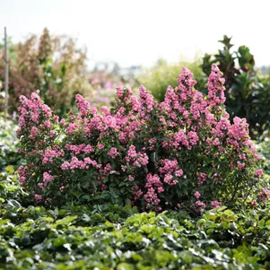 

Снежноягодник Мэджикал Пинк Кьюшн