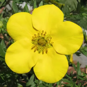 

Лапчатка Хахманс Гигант