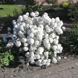 

Калина Эскимо