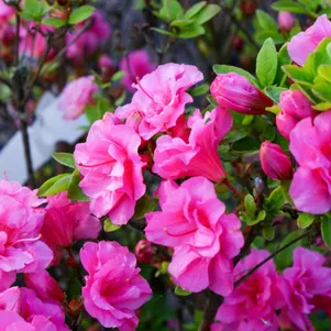 

Рододендрон Бабушка