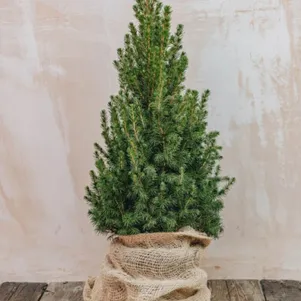 

Ель канадская Десембер