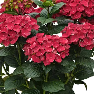 

Гортензия Рана крупнолистная