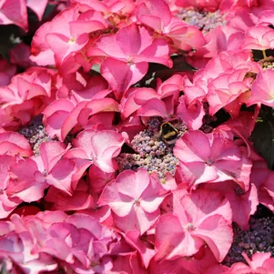 

Гортензия Тиффани Пинк крупнолистная