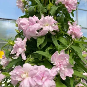 

Калистегия Флоре Плено