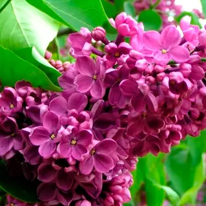 

Сирень День Победы