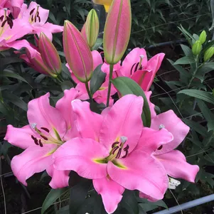 

Лилия Грейсфул ОТ-гибрид розовая