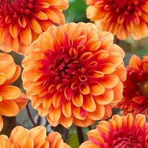 

Георгина Давид Ховард декоративная