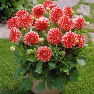 

Георгина Литл Тайгер декоративная