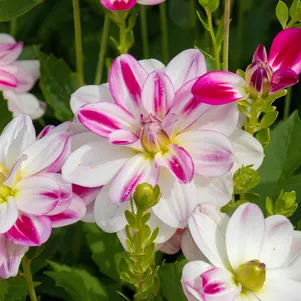 

Георгина Сан Мартин декоративная