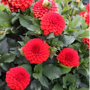 

Георгина Мелоди Болеро бордюрная