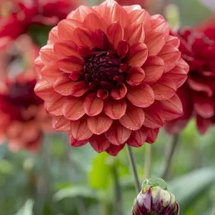 

Георгина Миссис Майли декоративная