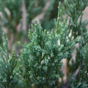 

Можжевельник горизонтальный Альпина