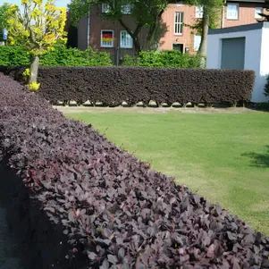 

Живая изгородь: Барбарис Суперба 10шт