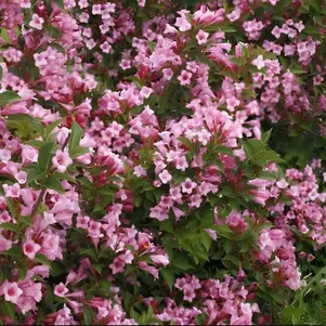 

Живая изгородь: Вейгела Боскоп Глори 10шт