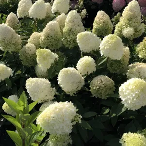 

Живая изгородь: Гортензия Мэджикал Матерхорн 10шт