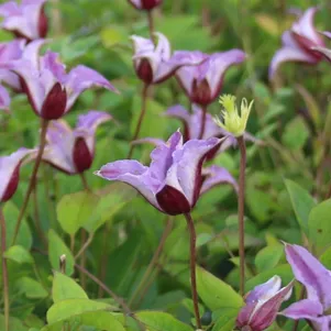 

Клематис Принц Вильям (3)