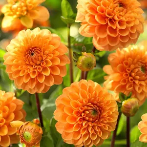 

Георгина Сильвия помпонная