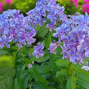 

Флокс Ихтиандр