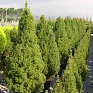 

Живая изгородь: Ель канадская Коника 10шт