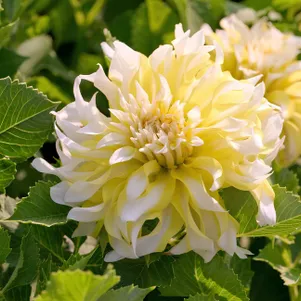 

Георгина Калгари Флеймс декоративная