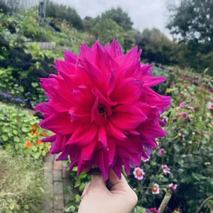 

Георгина Энгельхардс Матадор декоративная