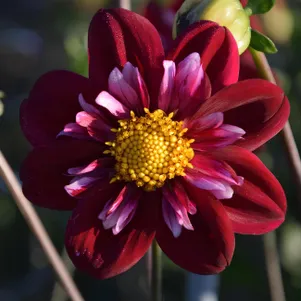 

Георгина Джойфул Инвестмент воротничковая