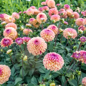 

Георгина Палмарес шаровидная