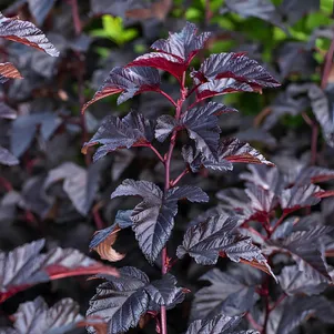 

Пузыреплодник Рубелла калинолистный