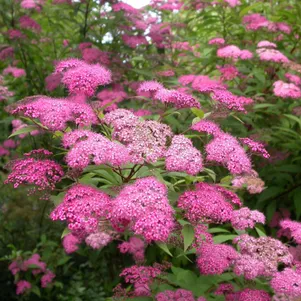

Спирея Магнум Роуз японская