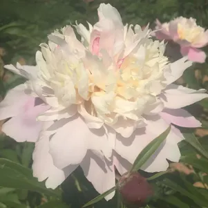 

Пион Розовый жемчуг розовый