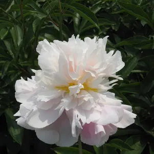 

Пион Снежная гора с фиолетовым нефритом белый