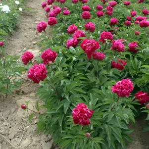 

Пион Пурпурный Лотос фиолетовый