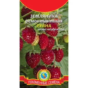 

Земляника Руяна ремонтантная 0,04 г, Плазменные семена