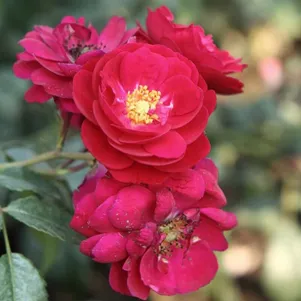 

Роза Старлет Роуз Лола плетистая