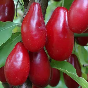 

Кизил Семеновский