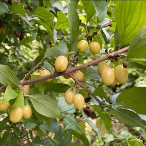 

Кизил Янтарный