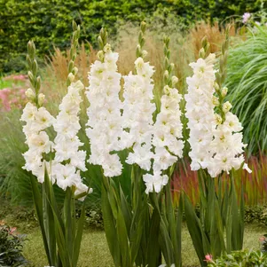 

Гладиолус Айвори Перфекшн