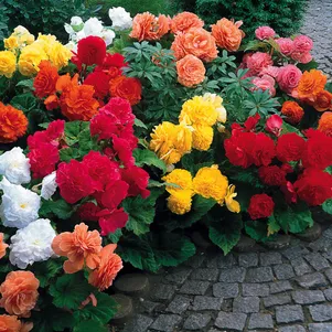 

Бегония Нон Стоп Микс