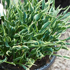 

Хоста Хэндс Ап (M)