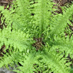 

Щитовник Криспа