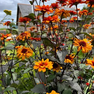 

Гелиопсис подсолнечниковидный Блидинг Хартс