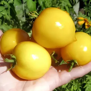 

Томат Анна Герман 10 сем, Частная коллекция семян