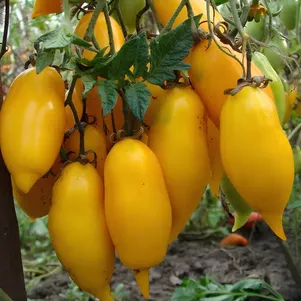 

Томат Банановые Ноги 10 сем, Частная коллекция семян