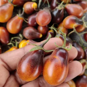 

Томат Индиго кумкват 10 сем, Частная коллекция семян