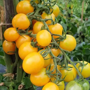 

Томат Медовая капля 10 сем, Частная коллекция семян