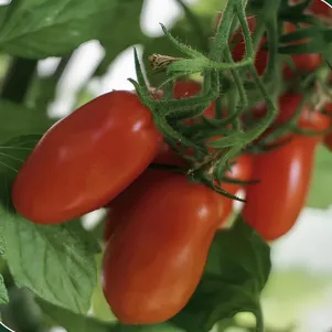 

Томат Флашентоматен 10 сем, Частная коллекция семян